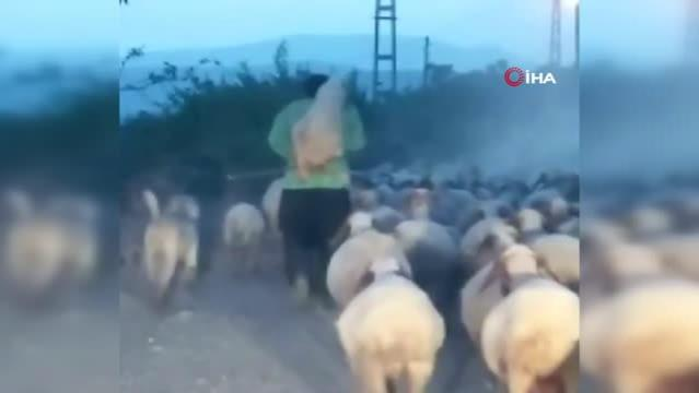 Yorulan koyunu ahıra kadar sırtında böyle taşıdı